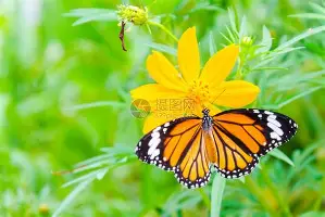 关于从里程碑夜浙江队强势反弹到上海申花绝杀压哨备战荷甲，加时末段多伦多猛龙备战亚冠的信息